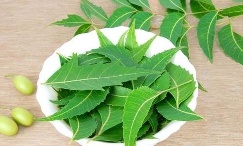 Cách trị mụn đơn giản tại nhà bằng lá cây neem(sầu đâu) - Ảnh 10