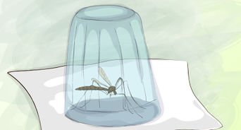 Ngăn ngừa Muỗi Đốt