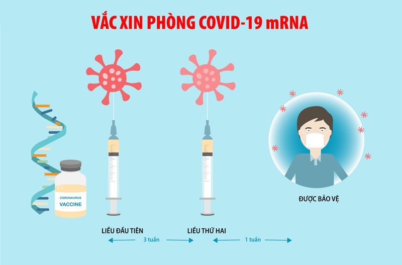Vắc-xin Covid-19 mRNA - Ảnh 2