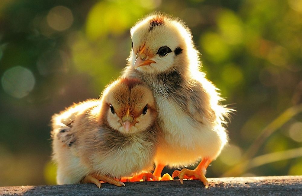 Những chú gà đáng yêu sẽ giúp bé học con vật dễ dàng hơn 