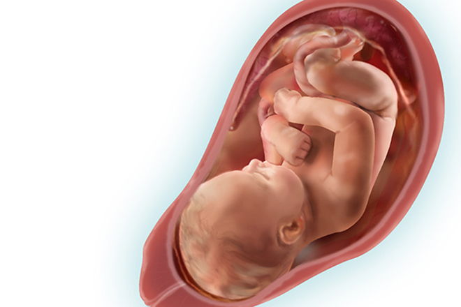 Các cơ quan của thai nhi 36 tuần tuổi đã phát triển gần hết