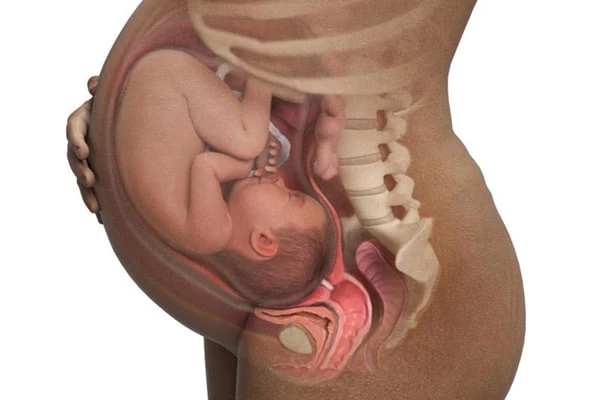 Mang thai 36 tuần - Em bé phát triển như thế nào?