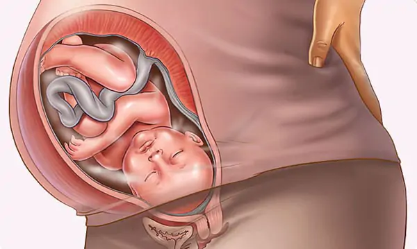 Hình ảnh thai 36 tuần trong bụng mẹ