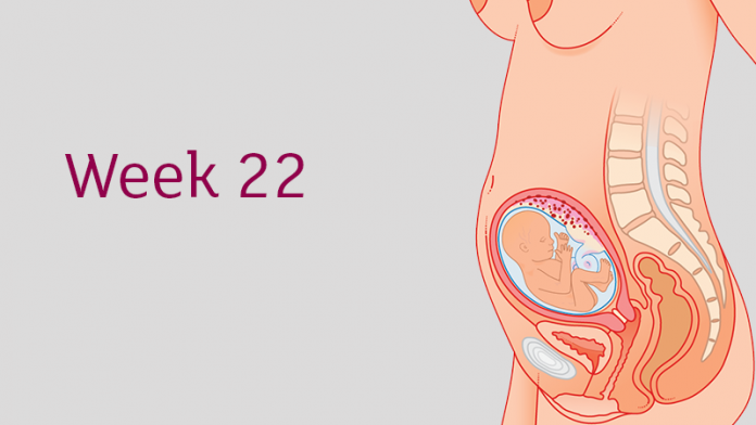 Tuần thai 22 – Tam cá nguyệt thứ 2 của bạn